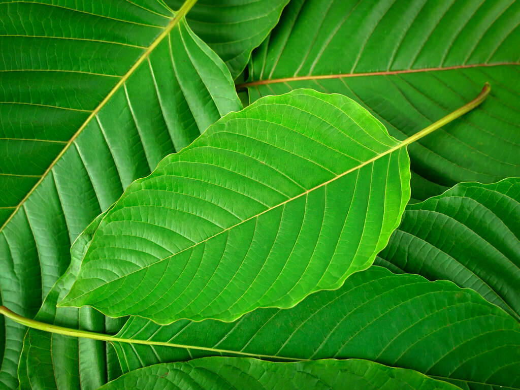 Kratom and Healthcare: The Integration of Kratom into Healthcare Systems