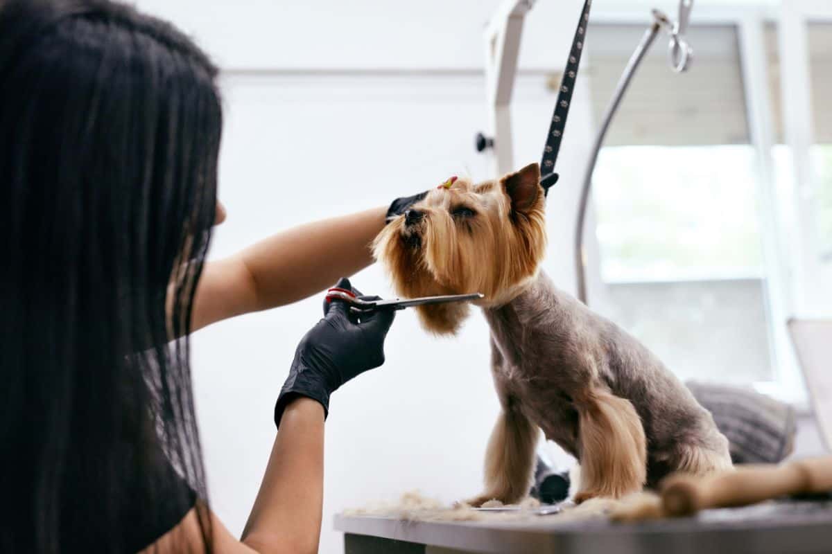 Grooming as Therapy: Enhancing Your Dog's Wellbeing Through Grooming